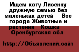 Ищем коту Лисёнку дружную семью без маленьких детей  - Все города Животные и растения » Кошки   . Оренбургская обл.